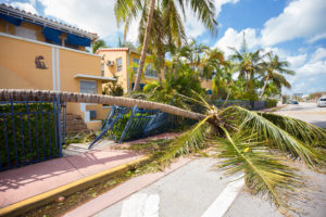 Aftermath of hurricane in a residential area with fallen palm tree.
