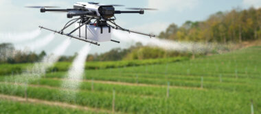 Drone spraying pesticide on wheat field. Drone spraying pesticide on wheat field.